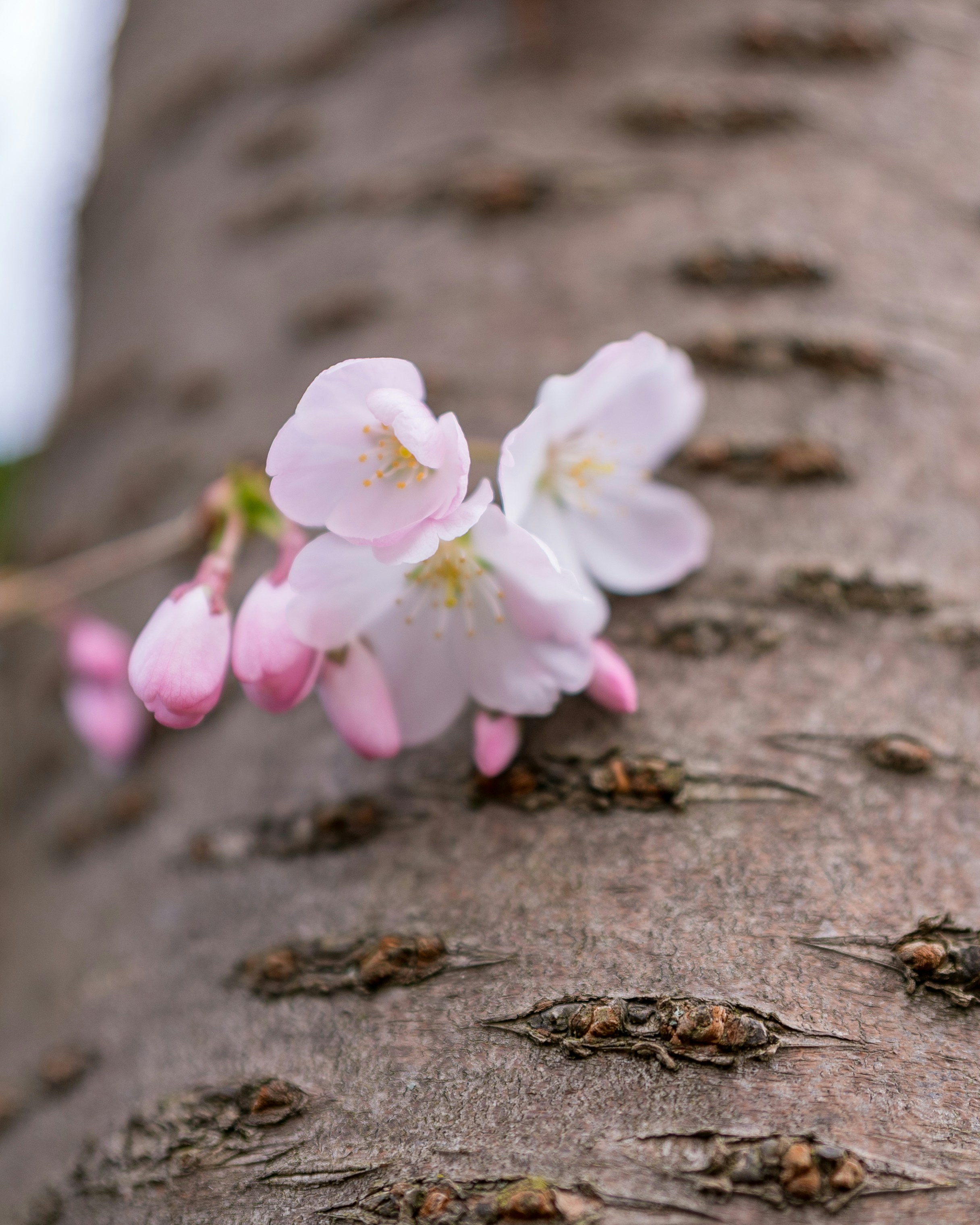 Wild Cherry Bark (Prunus serotina)
